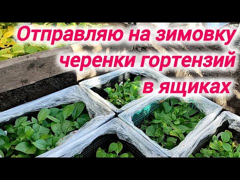 Видео: Отправляю на зимовку черенки крупнолистных гортензий в ящиках