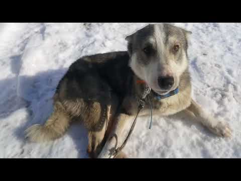 Видео: Охота на свирепого секача одиночку.