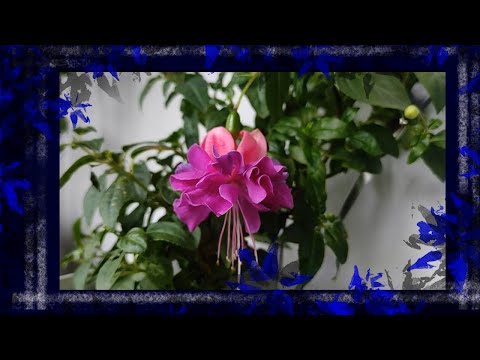 Видео: Цветы на окнах.  #комнатныерастения #комнатныецветы