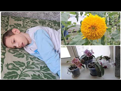 Видео: Наші будні 31 липня 2025