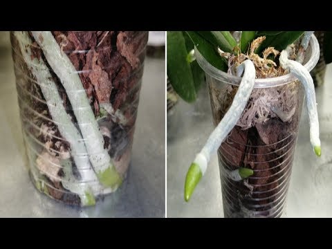 Видео: Могут ли воздушные корни стать основными ❓