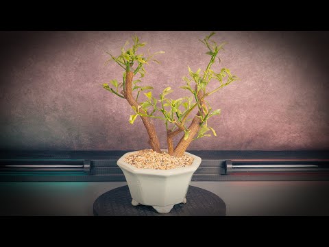 Видео: Бонсай из кумквата, полученный путем размножения воздушными отводками