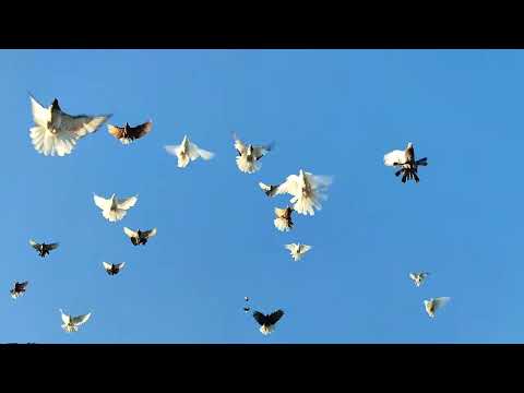 Видео: Природный отбор. Николаевские голуби.