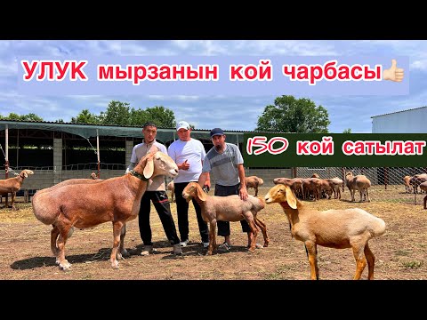 Видео: УЛУК мырза 150 арашанды сатыкка чыгарды!! Кой издегендер ушул жерге келе бериңиздер)))