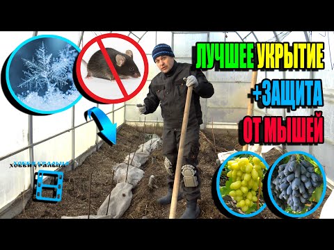 Видео: САМОЕ НАДЕЖНОЕ УКРЫТИЕ ВИНОГРАДА ДЛЯ ВСЕХ РЕГИОНОВ +ЗАЩИТА ОТ МЫШЕЙ. СЕВЕРНЫЙ ВИНОГРАДНИК 23-43