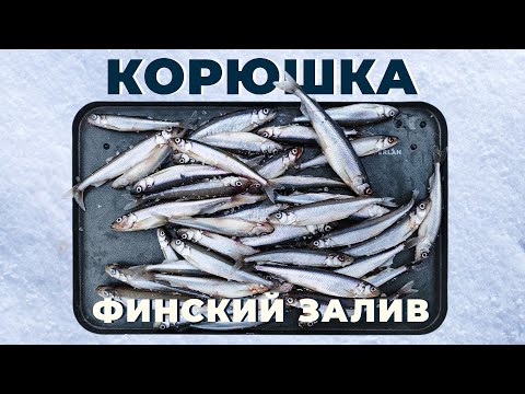 Видео: Корюшка. Финский залив. Зимняя рыбалка