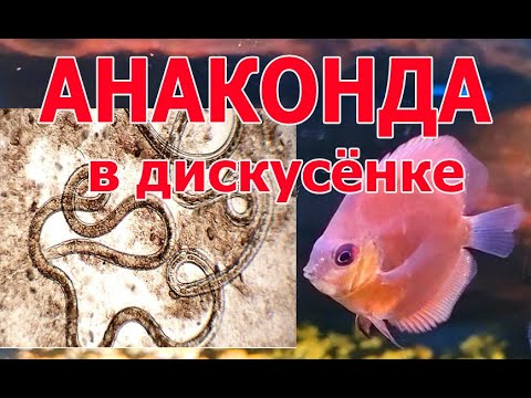 Видео: Типичные паразиты дискусов: сразу все 4 в одной бедной рыбке. Микроскопирование кишки и жабр.