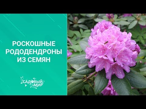 Видео: Роскошные рододендроны из семян