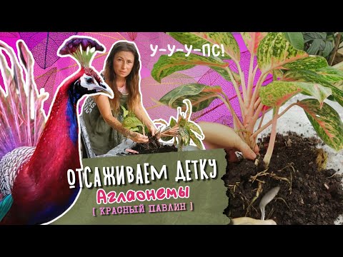 Видео: АГЛАОНЕМА🌱 Советы по пересадке и уходу