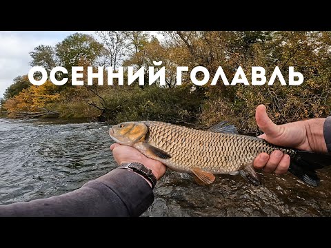 Видео: Осенний Голавль, ТОП Приманок, Как и Где искать Голавля! #спиннинг #голавль #рыбалка 