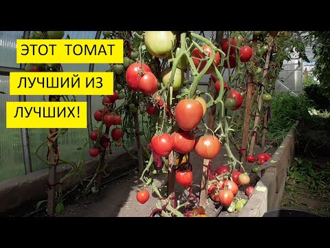 Видео: Самый урожайный томат этого года! Томат Батяня. №41. Лучший томат!