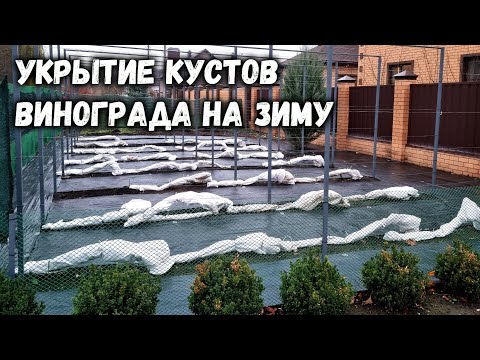 Видео: Укрытие кустов винограда на зиму