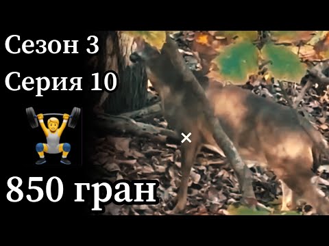 Видео: Супер тяжелая стрела = высокая пенетрация! 🎯 Анализ выстрела на недавне охоте с луком.