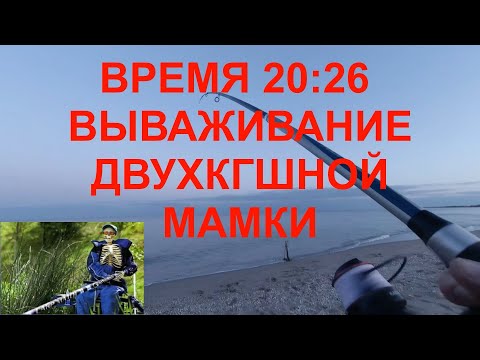 Видео: Крупный пеленгас на закате
