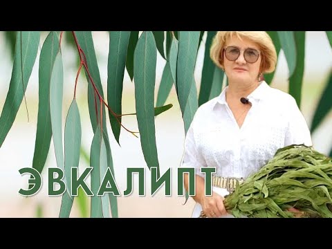 Видео: ЭВКАЛИПТ – защита от микробов