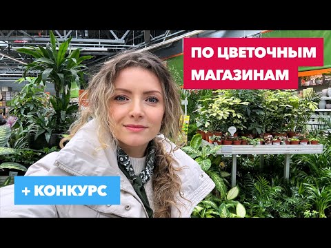 Видео: Обзор комнатных растений в ОБИ и Флорина » Март 2024