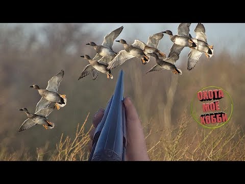 Видео: ХОРОШАЯ СТРЕЛЬБА 🎯ТОЗ/34 "ОХОТА НА УТОК"🦆 shooting ducks