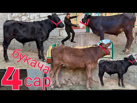 Видео: БУКАЧАХОИ ОРГИНАЛ ОМАД СРОЧНА БЕНТОН ФУРУШИ МАРХМАТ 