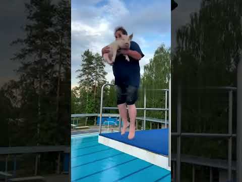 Видео: Стрибаю разом зі свинею в басейн