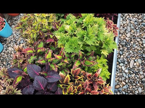 Видео: Видеокаталог часть 1из5 колеусы 2025 сорта с 1 по 60 в моей коллекции 