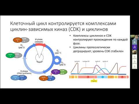 Видео: Виктор Татарский "Клеточный цикл в норме и канцерогенезе"