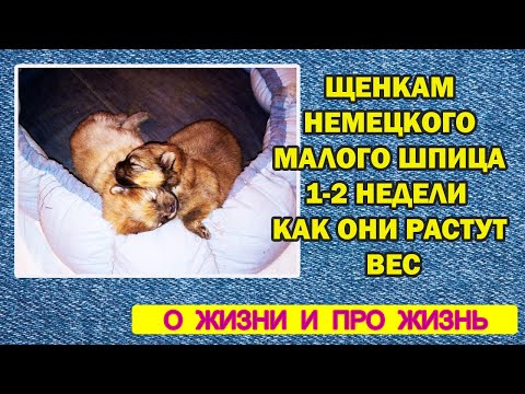 Видео: щенкам малого немецкого шпица 1-2 недели как они растут вес
