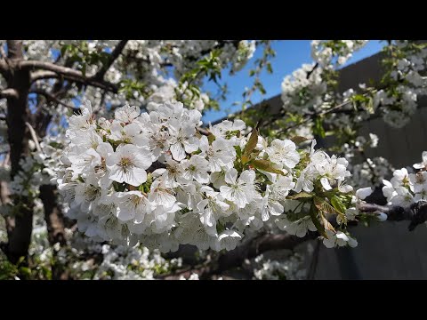 Видео: Цветение весны! Новые малыши 🐣