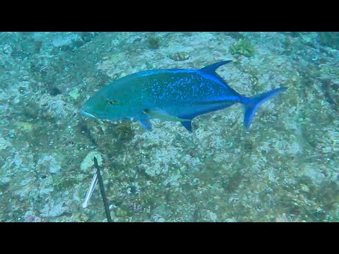 Видео: [No.15] Я научу вас лучшему способу сбросить 10 кг всего за 16 дней.