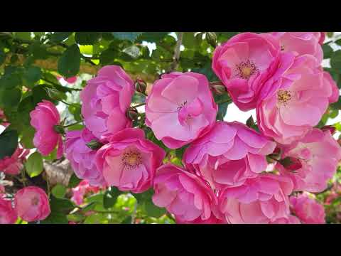 Видео: Сорт Ангела-Пик Цветения,оцените размер розы на юге 9 июня 2021 года