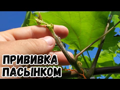 Видео: Прививка винограда пасынком зелёное в зелёное.