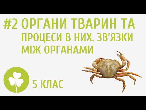 Видео: Органи тварин та процеси у них. Зв’язки між органами #2