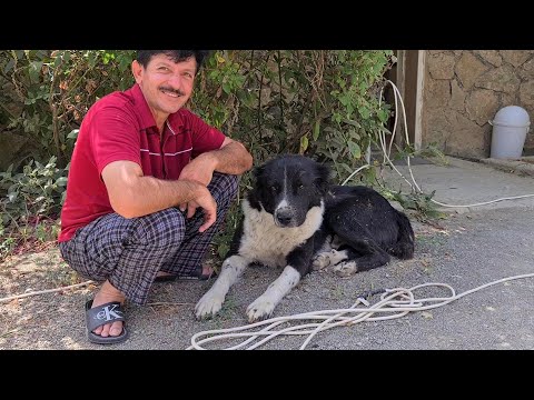 Видео: Гара Гаплан он же чёрный Тигр!