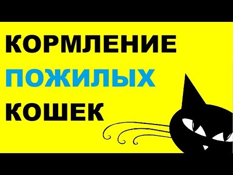 Видео: Особенности кормления пожилых кошек