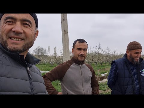 Видео: Чеснокни  томчилаб суғориш ва совуқдан асраш.