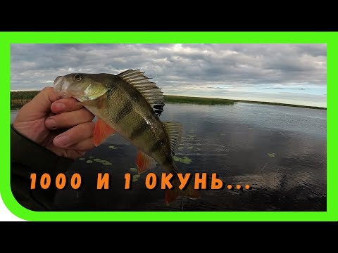 Видео: Ладога, Креницы. Сумасшедший жор окуня... 2 серия