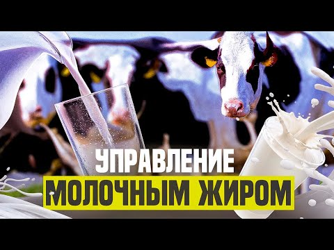 Видео: Управление молочным жиром