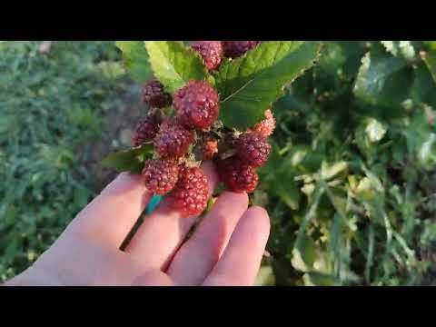 Видео: ежевика Понка,2 год вегетации,14.09.23.мои впечатления по сорту