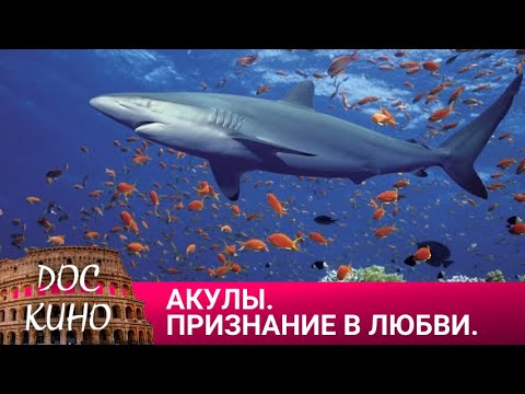 Видео: 🎭АКУЛЫ. ПРИЗНАНИЕ В ЛЮБВИ🌎 ДОКУМЕНТАЛЬНЫЙ ФИЛЬМ 🎆 2019