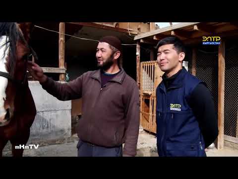 Видео: Ноокат районунун, Төөлөс айылына кош келиниздер!