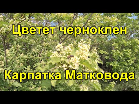 Видео: Цветет черноклен Карпатка матковода
