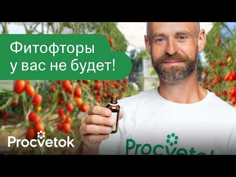 Видео: ФИТОФТОРА ПОГИБАЕТ МГНОВЕННО! Вот чем обработать томаты для профилактики и лечения фитофтороза