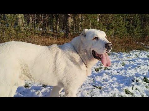 Видео: Отличие поведения суки САО от кобеля в охране. характеры алабаев.