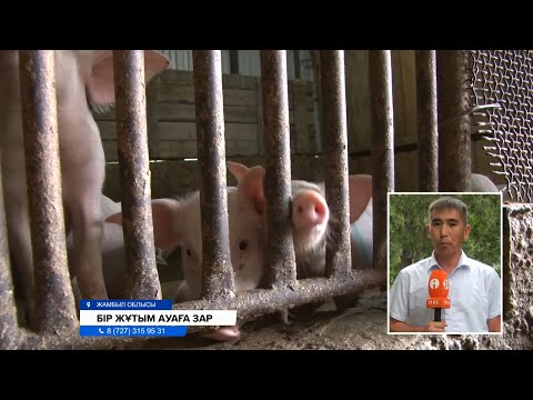 Видео: Ашуыңды бас, бас! Шошқа фермасының иесі көршілерінің ызасына жауап берді