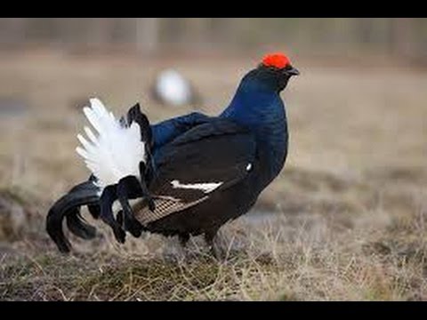 Видео: Охота на тетерева на току