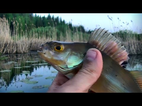 Видео: Вот такая рыбалка... #173