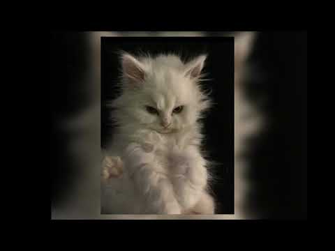 Видео: плейлист лучших популярных песен из тиктока 2025