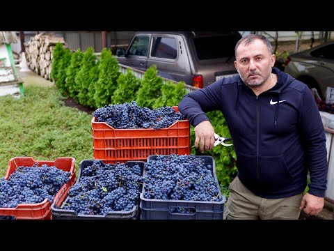 Видео: ДОМАШНЕЕ ВИНО из ВЫРАЩЕННОГО ДОМА ВИНОГРАДА.