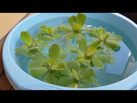 Видео: Пистия , надводное аквариумное растение