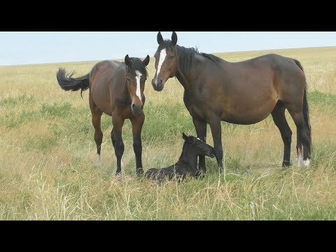 Видео: Нижне-Павловский табун.Июнь.