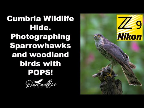 Видео: Укрытие с Pops в Камбрии (Cumbria Wildlife Hide with Pops)